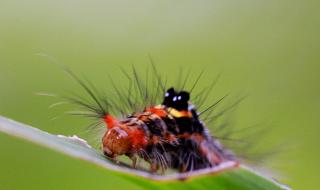 毛毛虫为什么最后会变成蝴蝶 毛毛虫变成蝴蝶